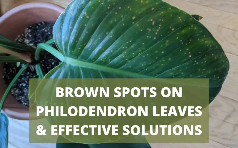 brown spots on philodendron leaves