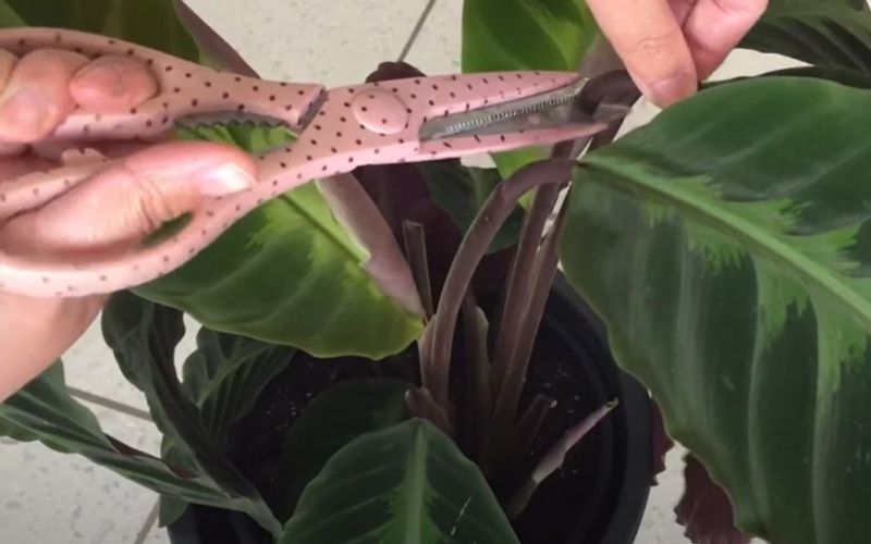 Calathea pruning