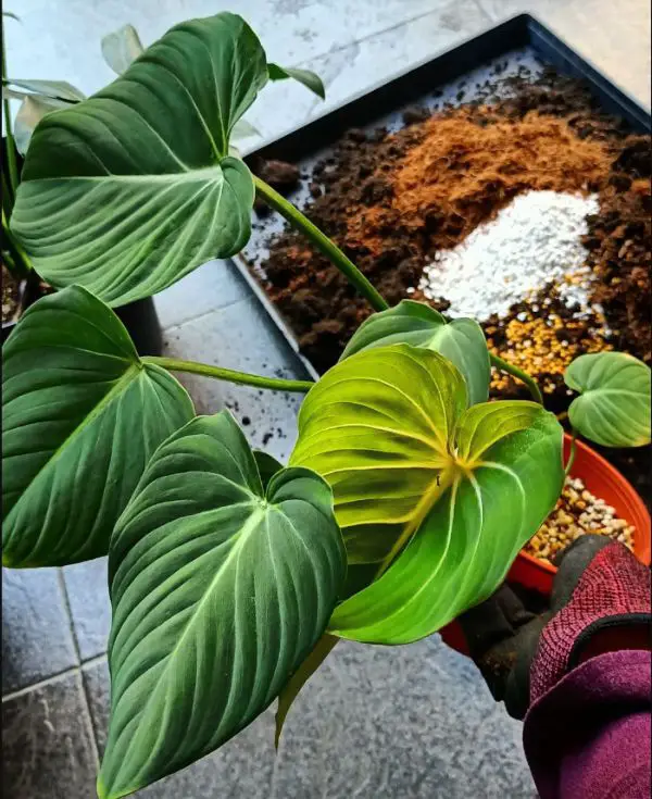 fertilizer for philodendrons