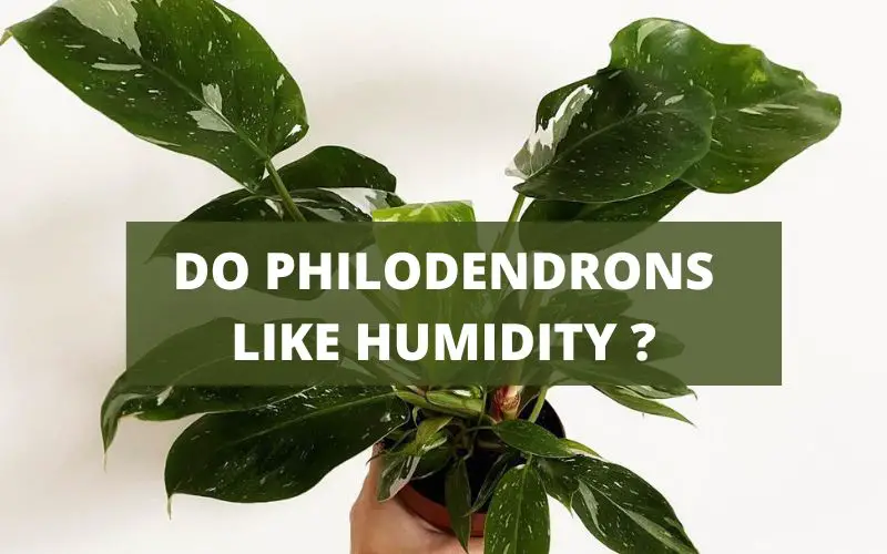 Does Philodendron Like Humidity? 