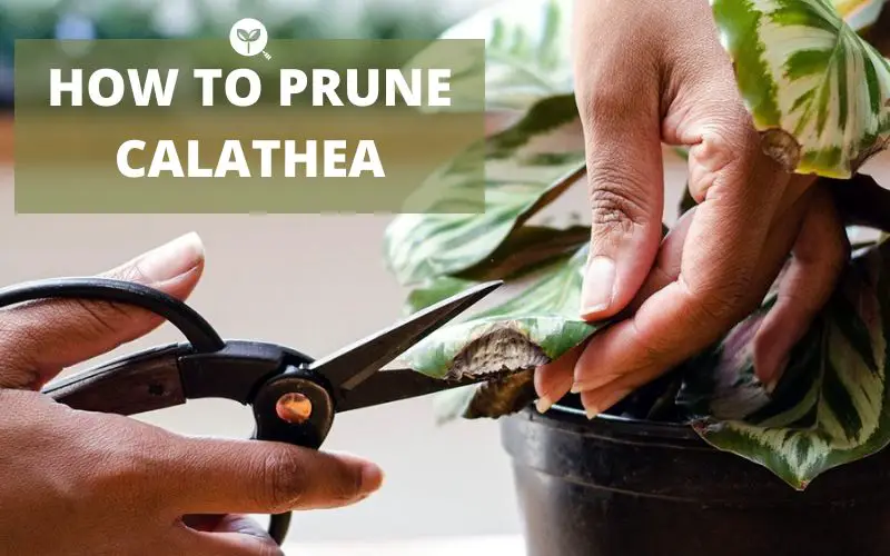 How to Prune Calathea