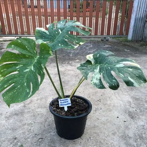 Monstera Thai constellation Temperature