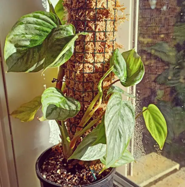 philodendron watering