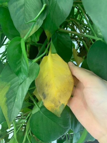 philodendron yellow leaves