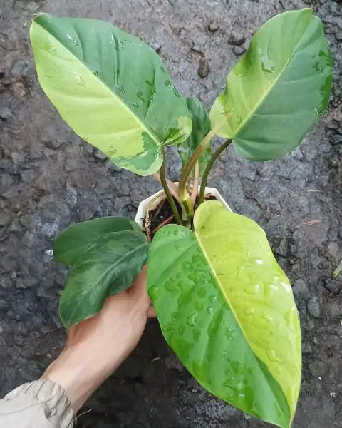 philodendrons like humidity