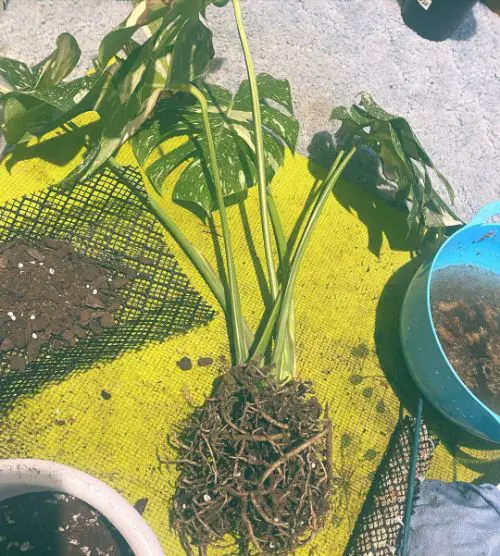 Repotting for thai monstera constellation