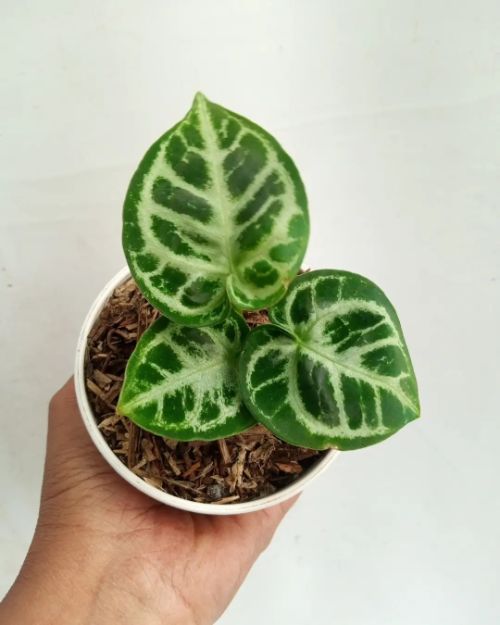 Take care for calathea