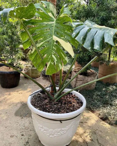 Thai constellation monstera care with Potting Mix