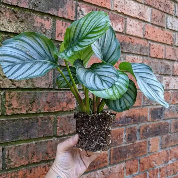 the-best-time-to-repot-calathea