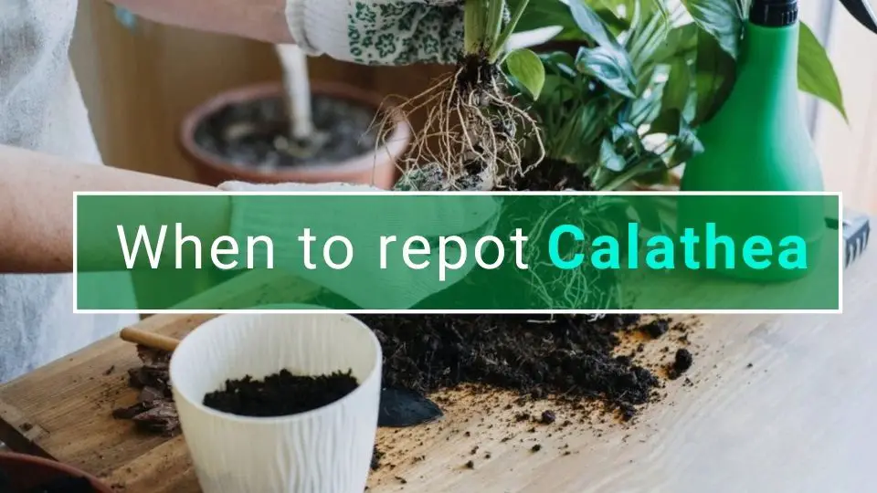 when to repot calathea