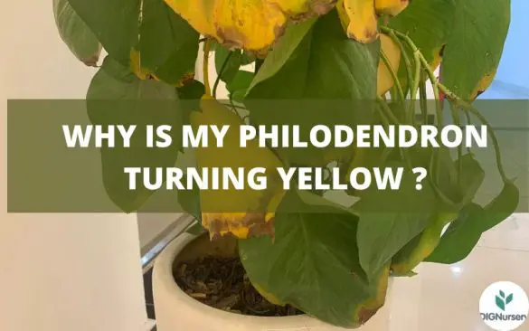 why is my philodendron turning yellow