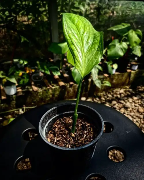 A volume of 50% potting soil, perlite, and sand is ideal for Monstera Pinnatipartita.