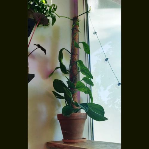 Growing Monstera Pinnatipartita as a climber