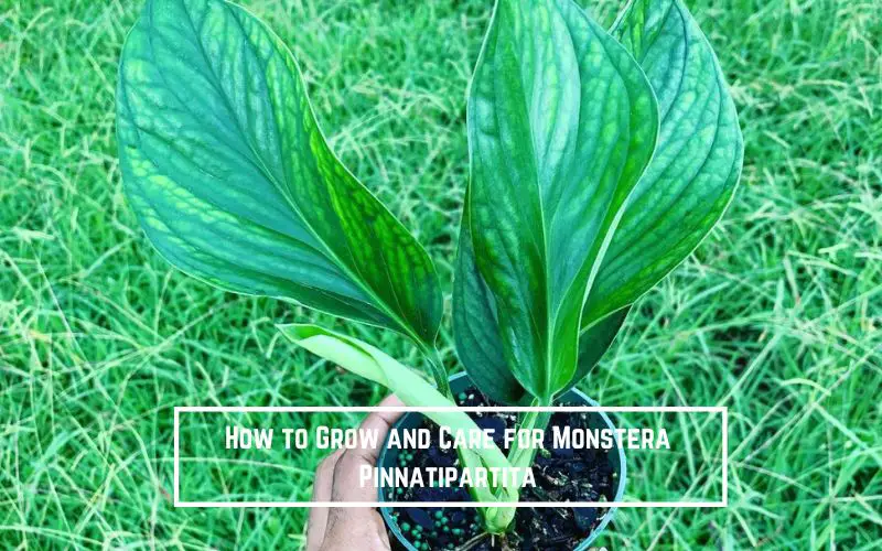 How to Grow and Care for Monstera Pinnatipartita