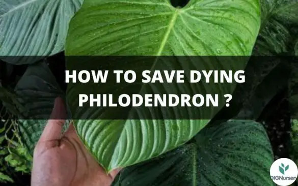 how to save dying philodendron