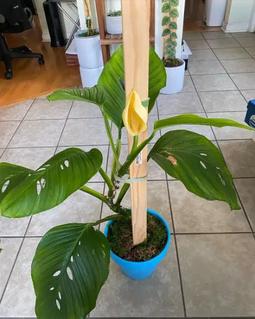 Monstera Lechleriana Inflorescence