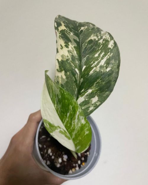 Monstera Lechleriana Variegated