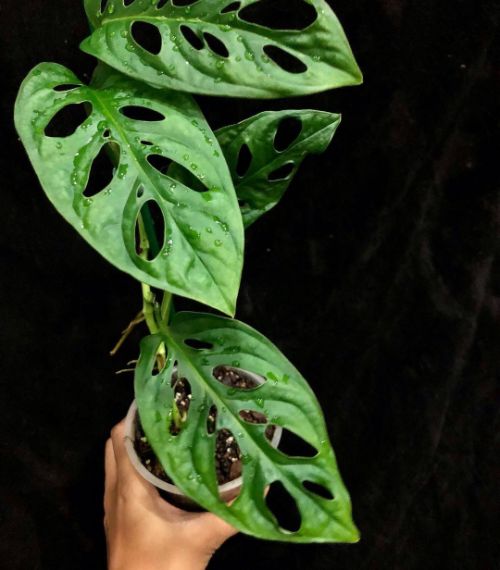 Using humidifier for Monstera Lechleriana