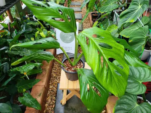 Watering for Monstera Lechleriana
