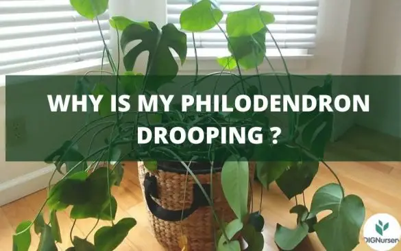 why is my philodendron drooping